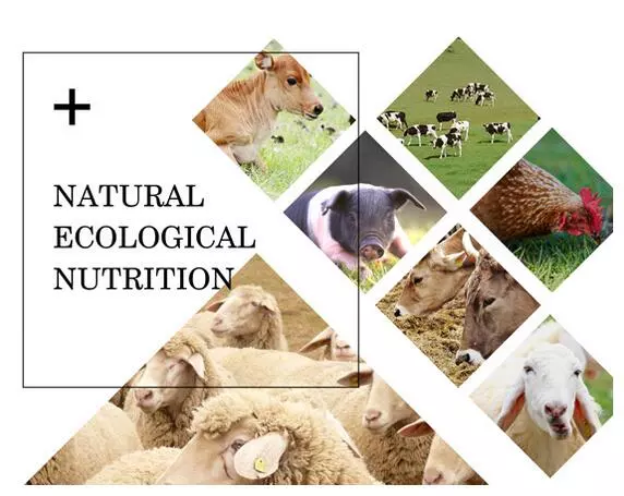 饲料级甲酸钙 饲料级甲酸钙