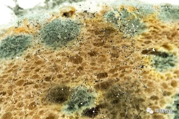 双乙酸钠预防饲料霉变 双乙酸钠预防饲料霉变