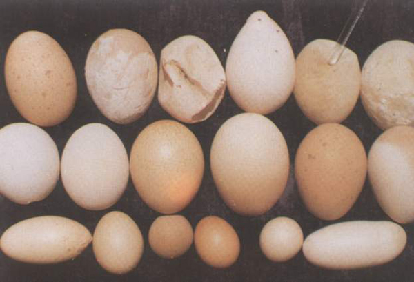 1537320440421609.jpg 5911-1401141552343E.jpg