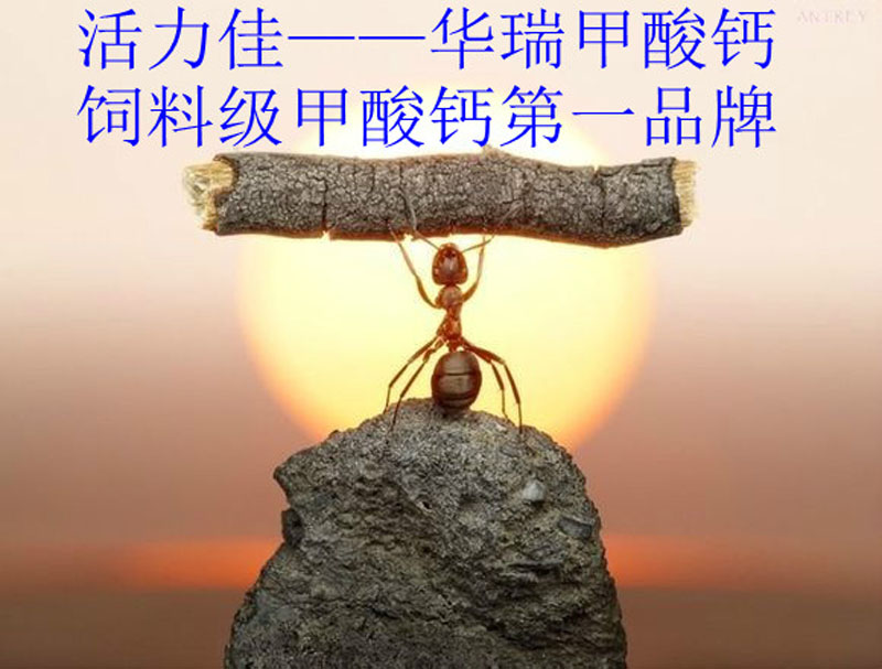 英国上市公司365牧业